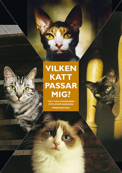 Vilken katt passar mig?