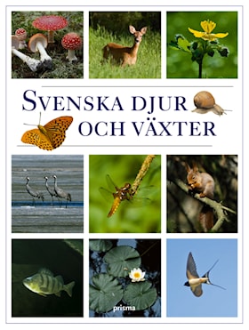 Svenska djur och växter
