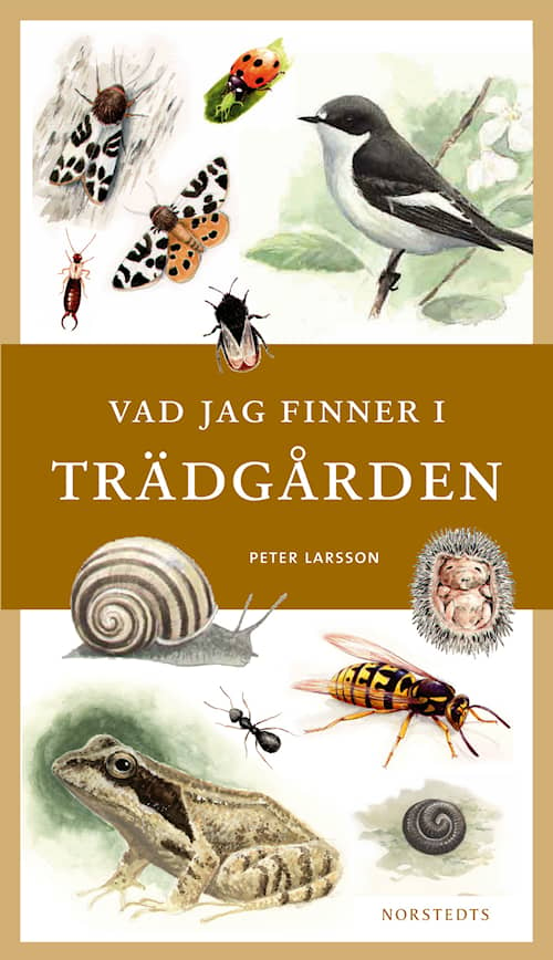 Vad jag finner i trädgården