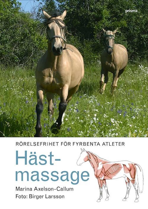 Hästmassage