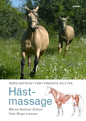 Hästmassage