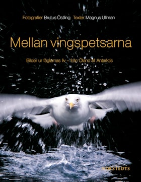 Mellan vingspetsarna