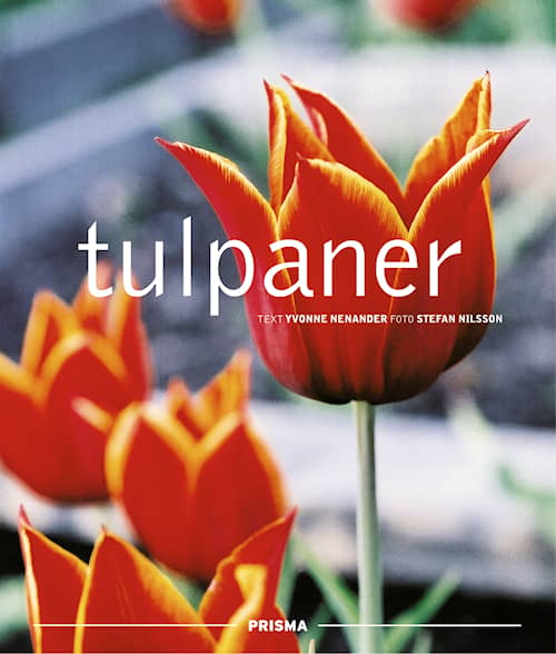 Tulpaner