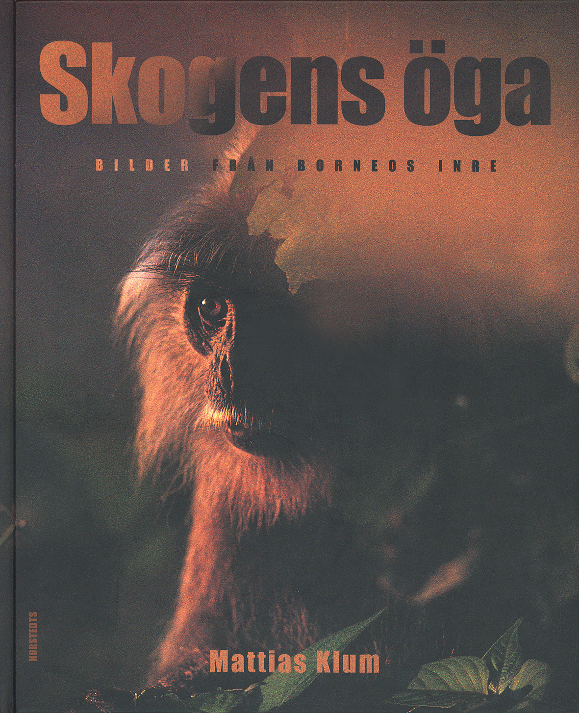 Skogens öga