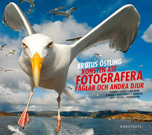 Konsten att fotografera fåglar och andra djur