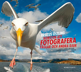 Konsten att fotografera fåglar och andra djur