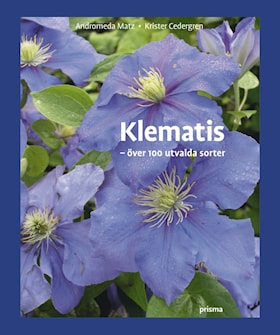 Klematis