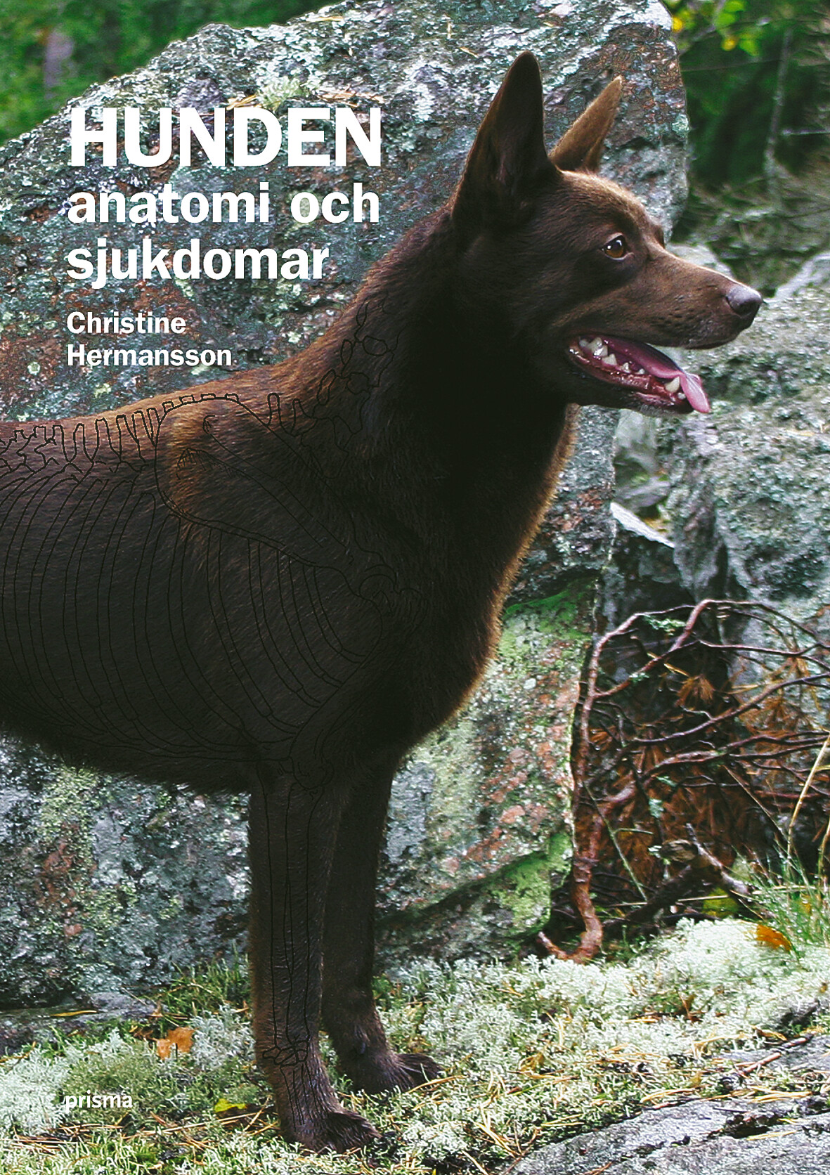 Hunden - anatomi och sjukdomar