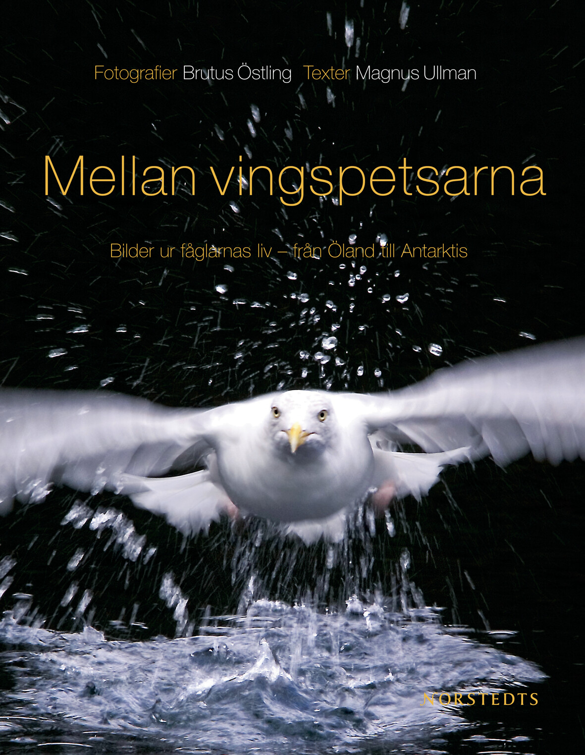 Mellan vingspetsarna