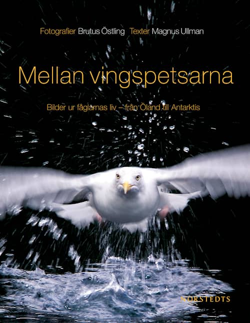 Mellan vingspetsarna