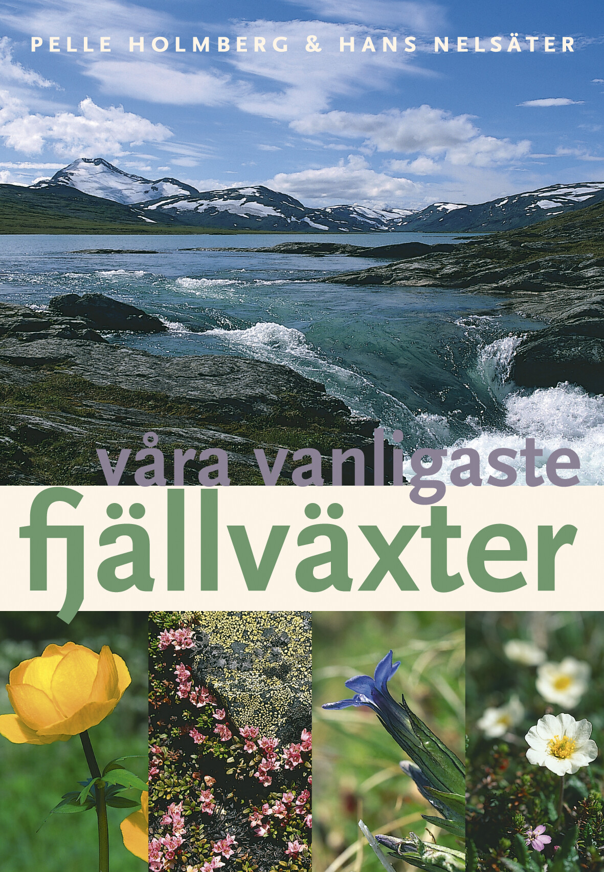 Våra vanligaste fjällväxter