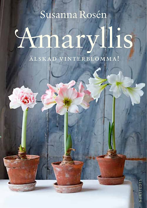 Amaryllis - Älskad vinterblomma!