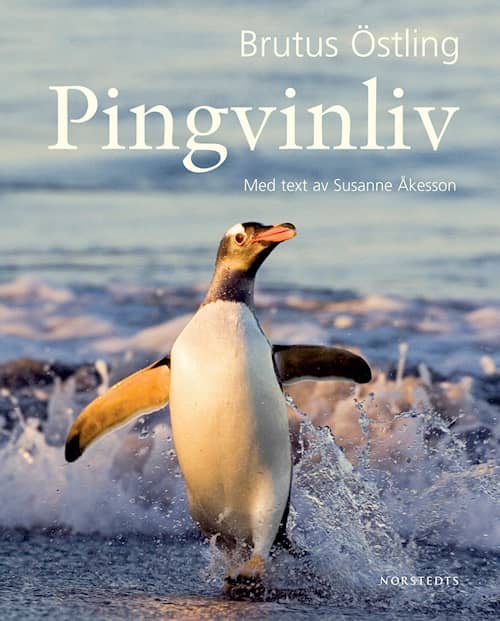 Pingvinliv