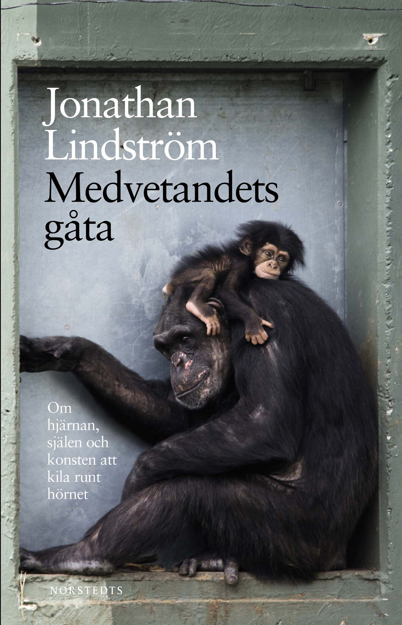Medvetandets gåta