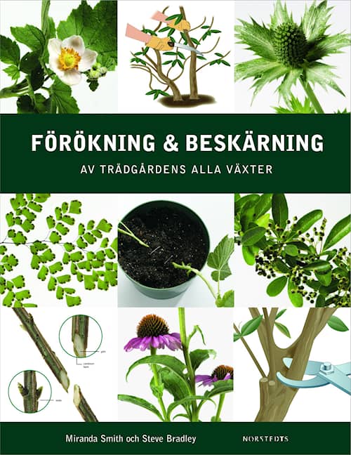 Förökning och beskärning