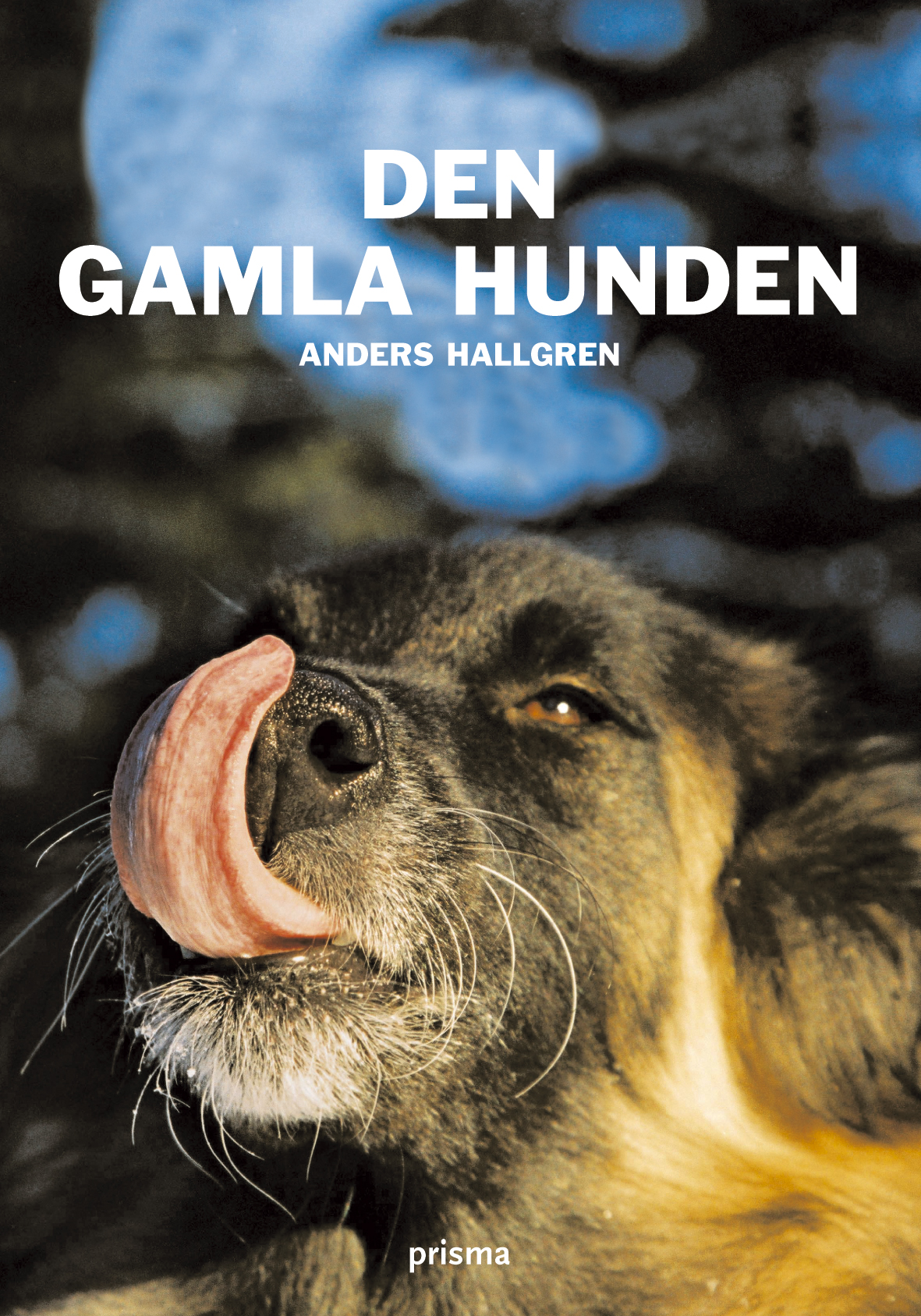 Den gamla hunden