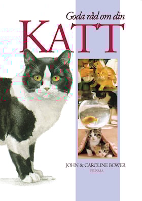 Goda råd om din katt