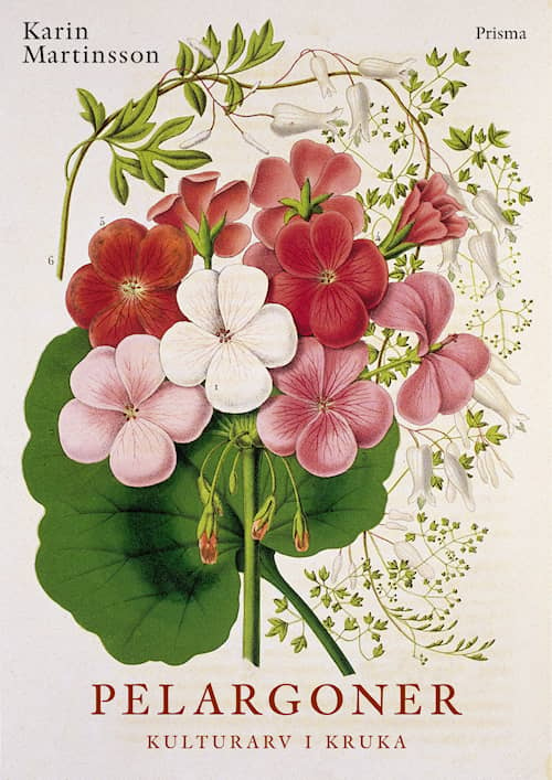 Pelargoner