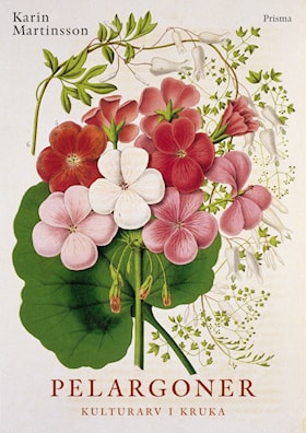 Pelargoner